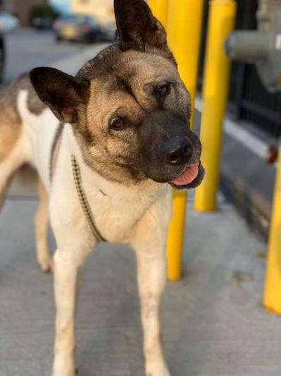This is Nori from her rescue group's website.  We adopted her 1/11/2020.