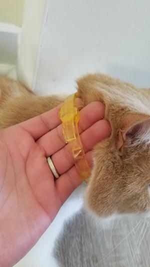 Natural care flea and tick collar for cats outlet reviews