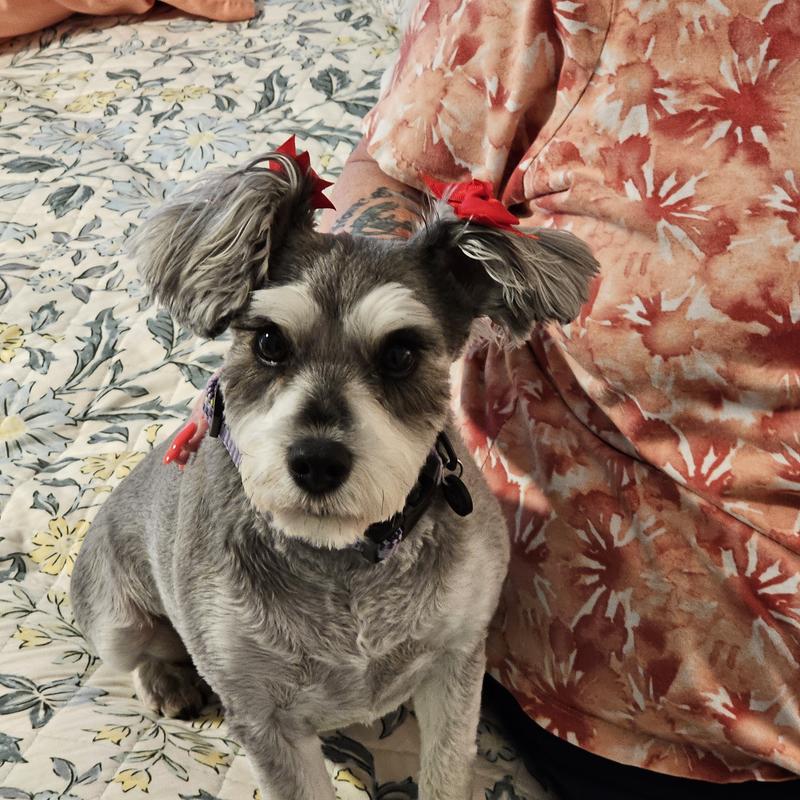 Miss Pixie Ann