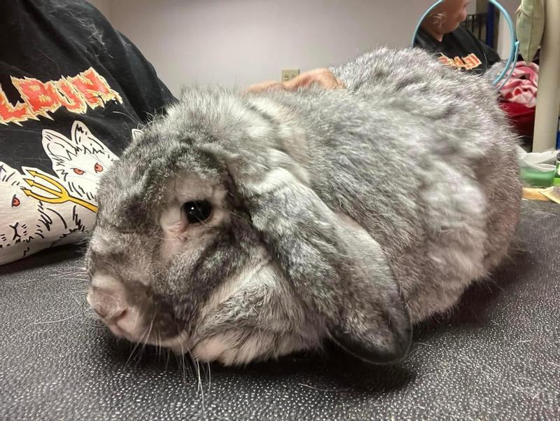 TOP PERFORMANCE Table Dog Mat, Purple, Large