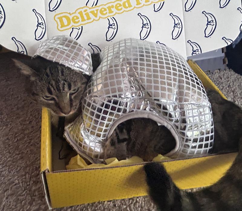 Becky the disco ball