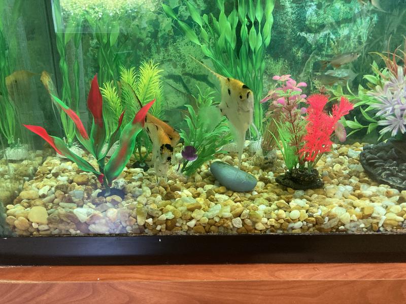 FRISCO Colorful Plastic Aquarium Plant Set, 6 pack