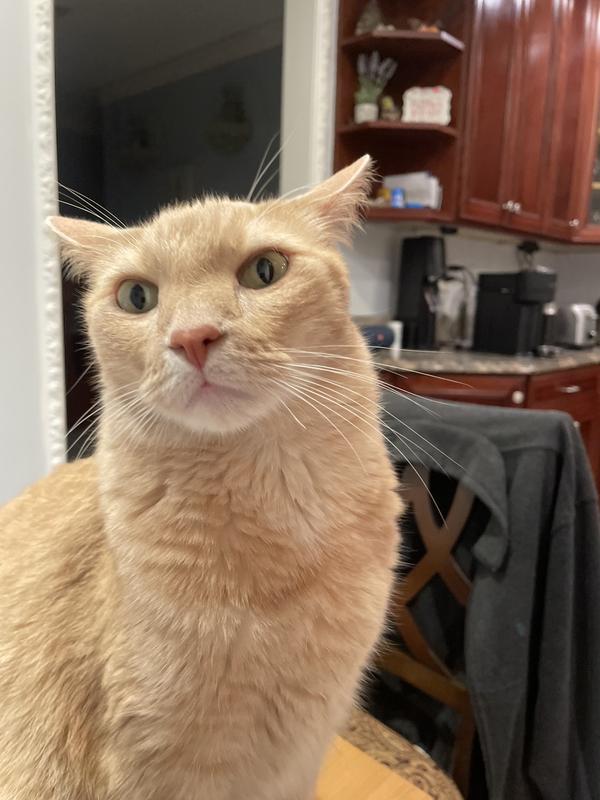 Alphonse is 6 years old cat