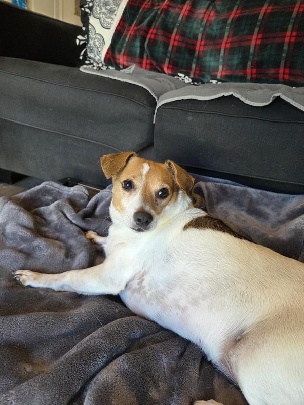 After! Nice bright white fur