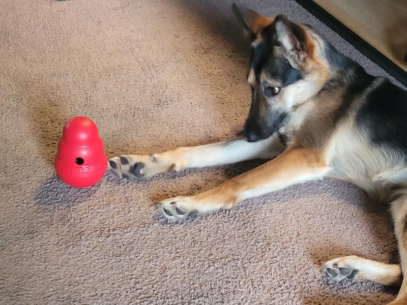 Pet Supplies : Pet Chew Toys : KONG Wobbler - Interactive Dog Feeder Toy -  Slow Feeder Toy for Dog Mental Stimulation - Dog Enrichment Toy - Treat  Puzzle for Dog Entertainment 