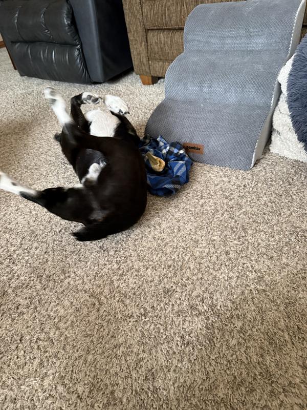 Yama rolled on it for a long time before eating it