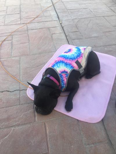Lola cooling off in her new vest