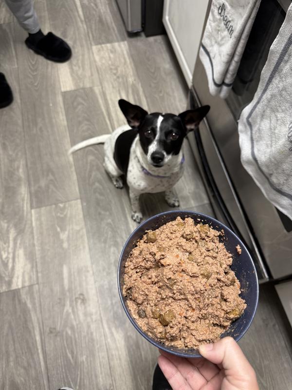 Miss Poppy anxiously awaiting her dinner time like a good girl!