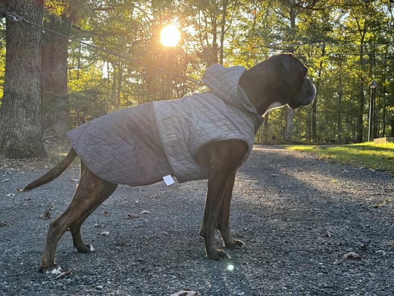 Fits well even if it’s a bit big but I fear if he hiked his leg it would get on the coat