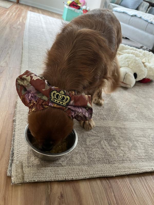 I have Spaniels and use a snood to keep their ears clean.