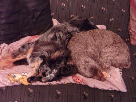 Archie and Lizzy cuddling on the couch!  <3