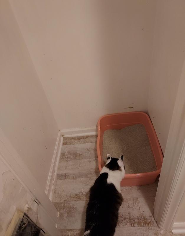 Finnley, weighs 12 lbs