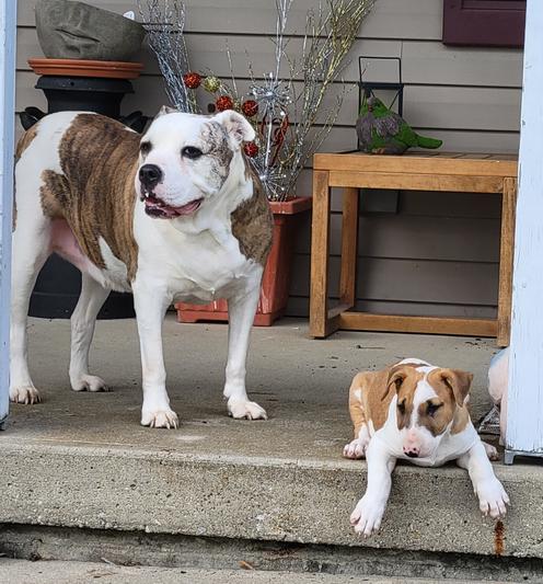 Happy pups!