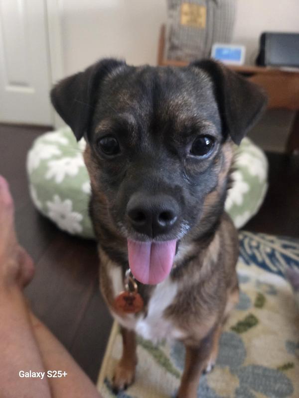 Daisy is a happy girl