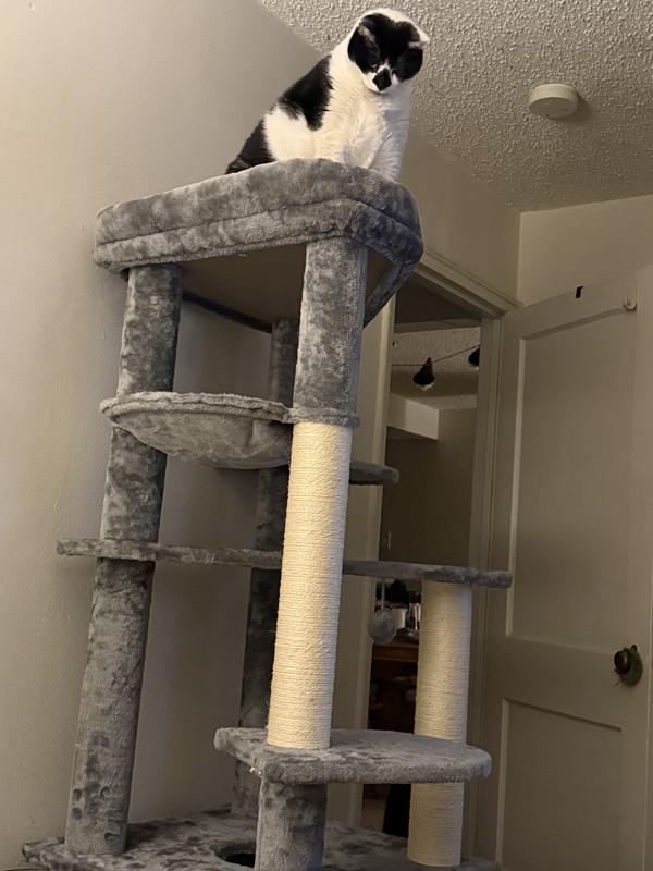 21 pound cat at the top of the tree