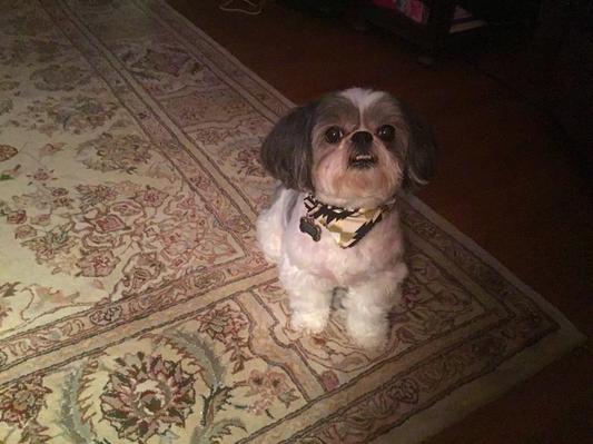 This is my shadow, Radar!