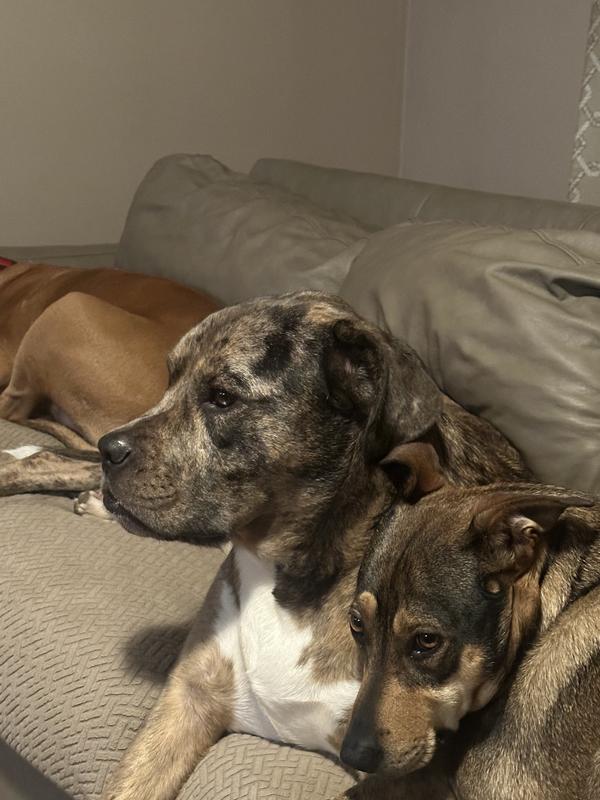 Guess where the humans are sitting?