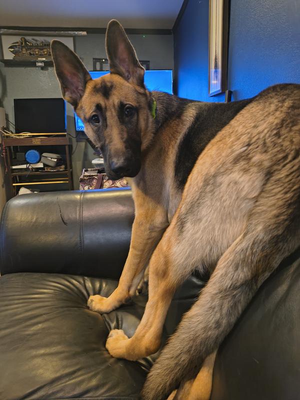 Marshall at 11 months old being a goofball