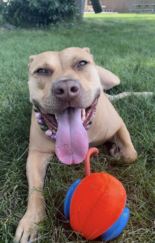 Zola says thank you for an amazing collar!