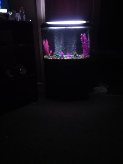 My fish tank