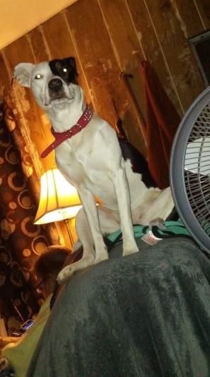 I'm patches I'm waiting on my treat.