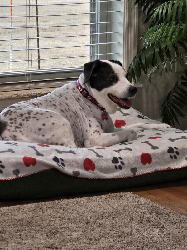 White, she is 12 years old and loves her new Alabama collar and leash.