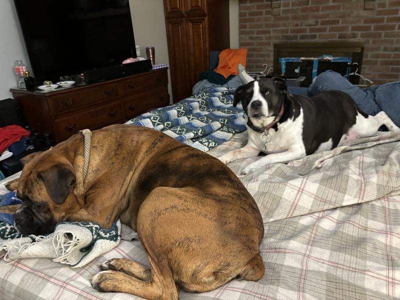 Cinnamon and Minnie getting along on the bed.
