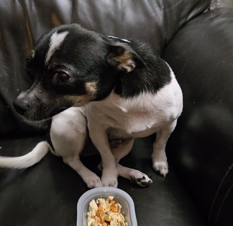 She beat for spayed so she's Ancora,  but she loves her Cesar!