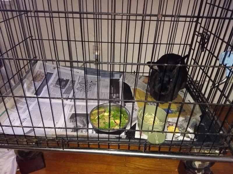 Ms Sandy Rescue Rabbit