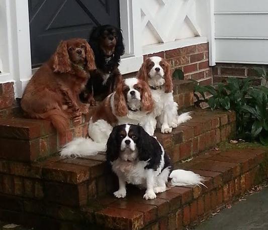 Our furry pack