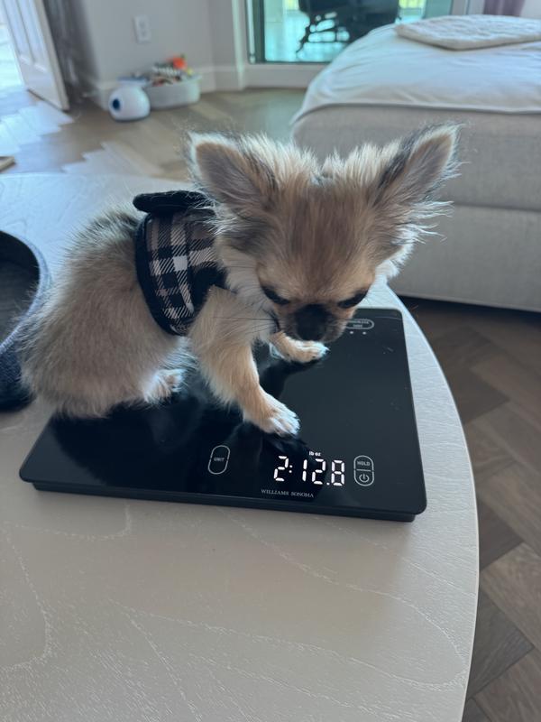 This is the tiny size  - The Worthy Dog Plaid Sidekick Dog Harness