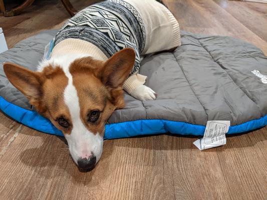 Chuckit travel dog sales bed