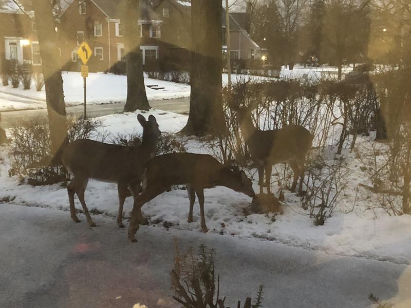 Cleveland deer family happy with new feed block
