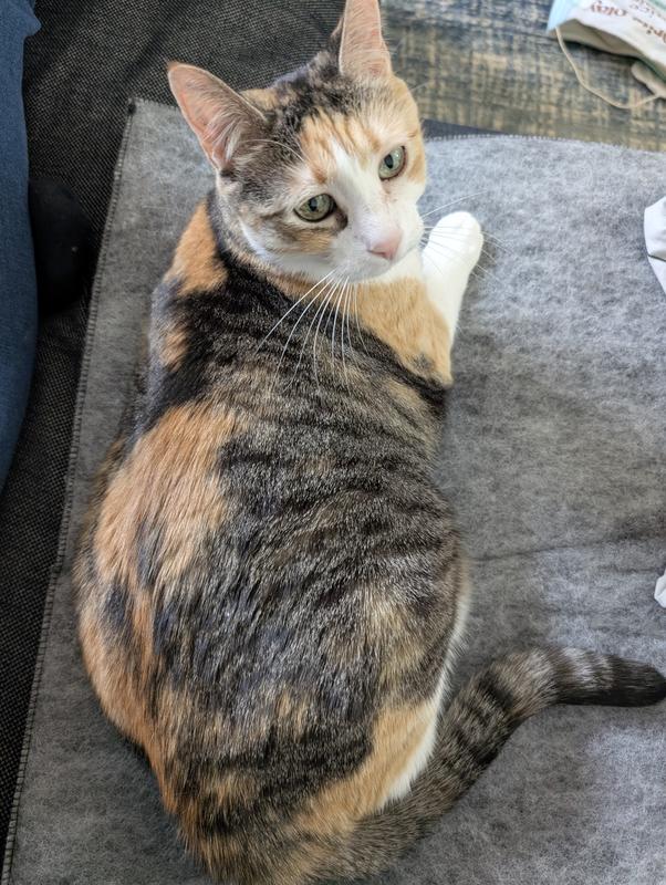 14 yr old Honey loooves her purr padd!