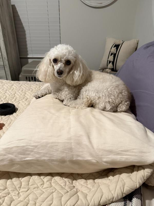 Rhee Rhee is a Happy, happy, happy Dog!!!