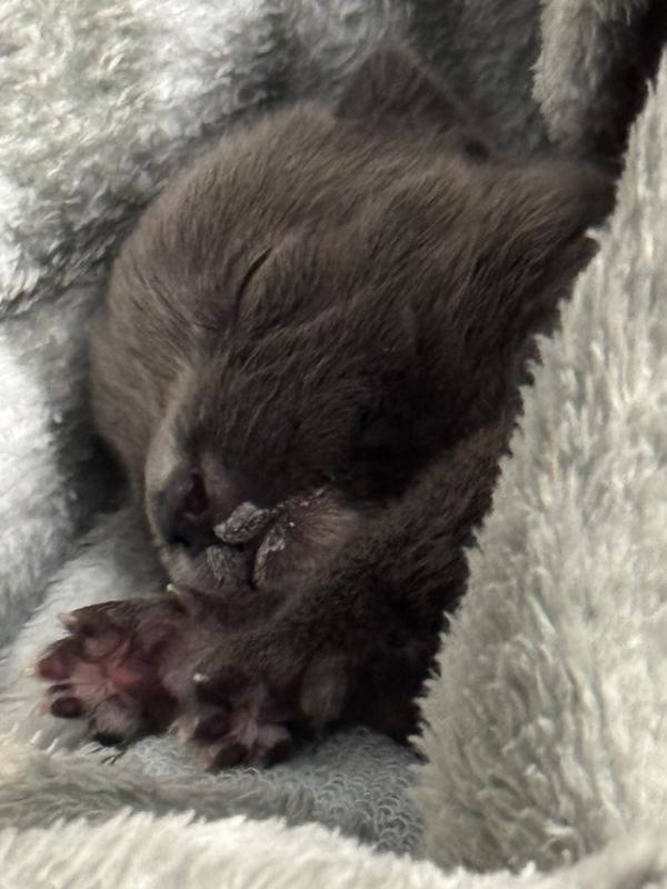 RIP Tinker