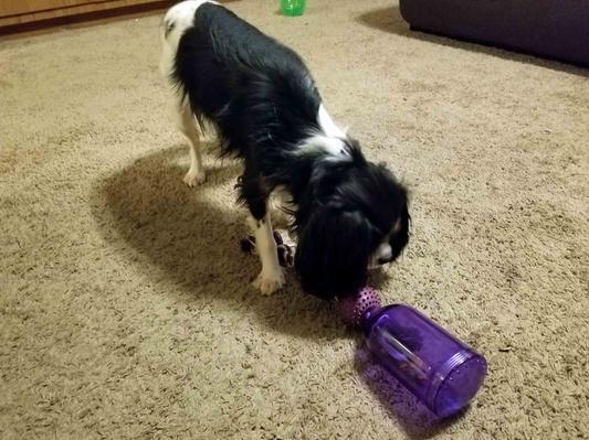 Happy Gracie with her Tug-a-Jug
