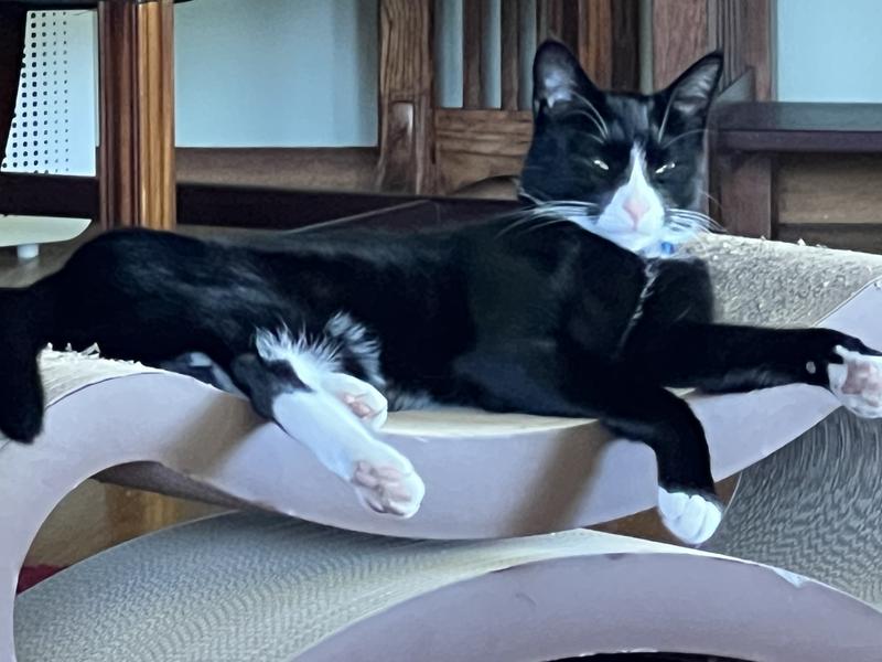 Essential Cat Furniture