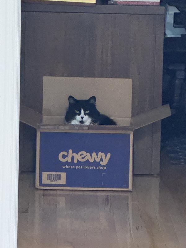 I have two cats and this one loves the boxes most with the packing paper! Lol