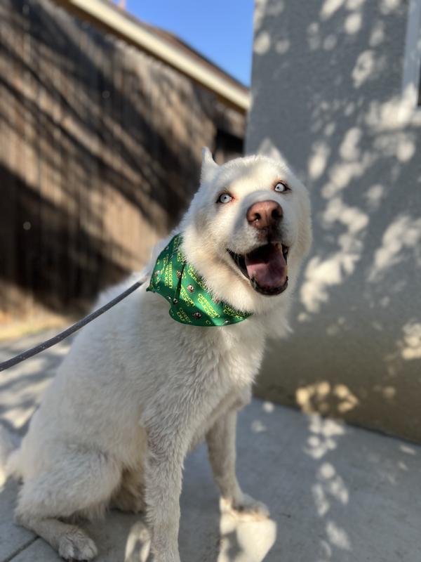 Still happy with his new bandana after the long walk.