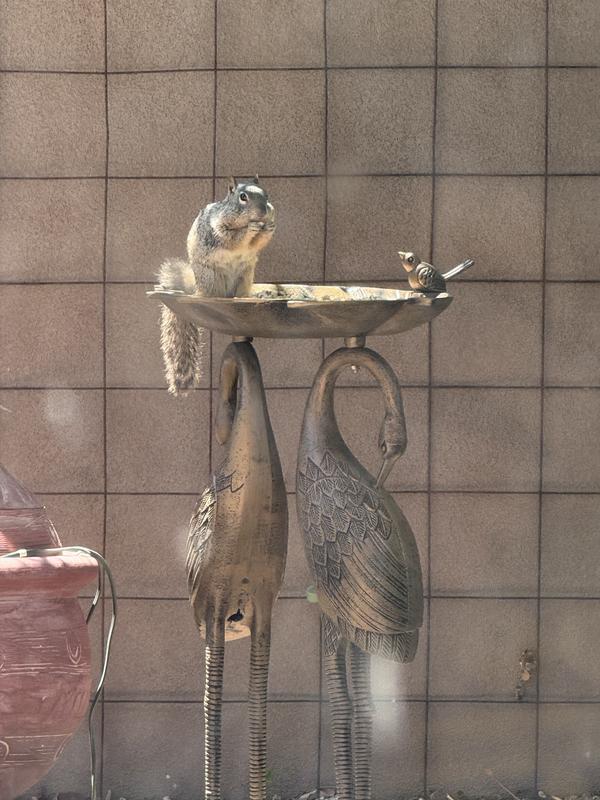 Most importantly, the squirrel likes it.