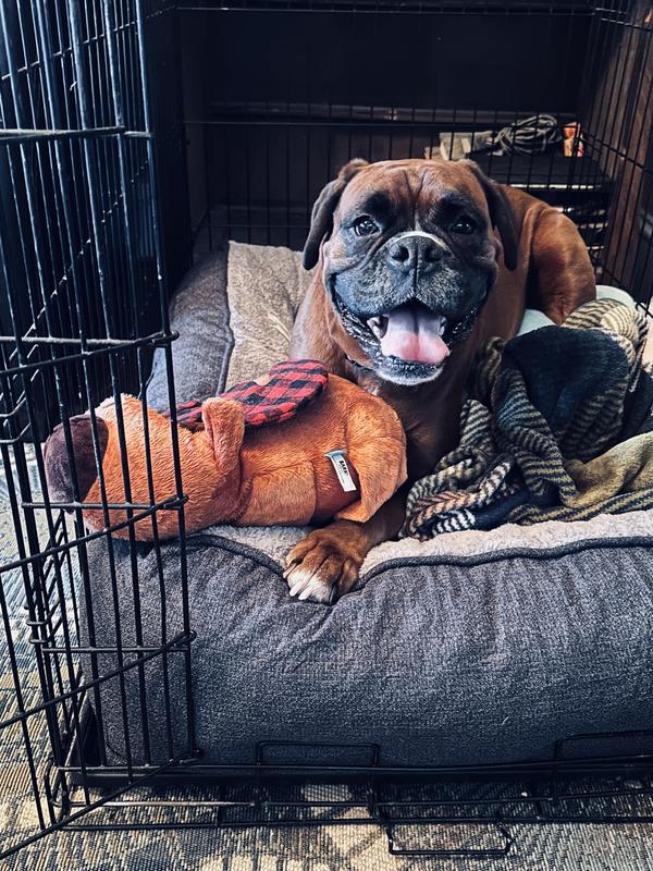 Stella is in her happy place. Her new bed.