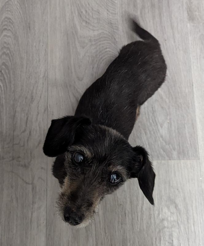 Rick not so patiently waiting for his food