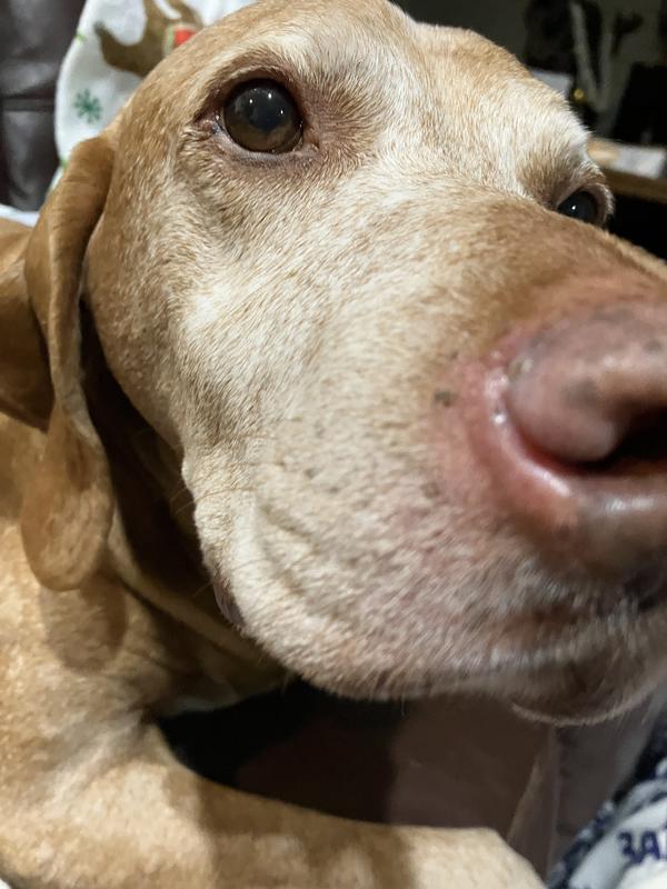 Raw open sore 2 days ago and now perfect pup nose