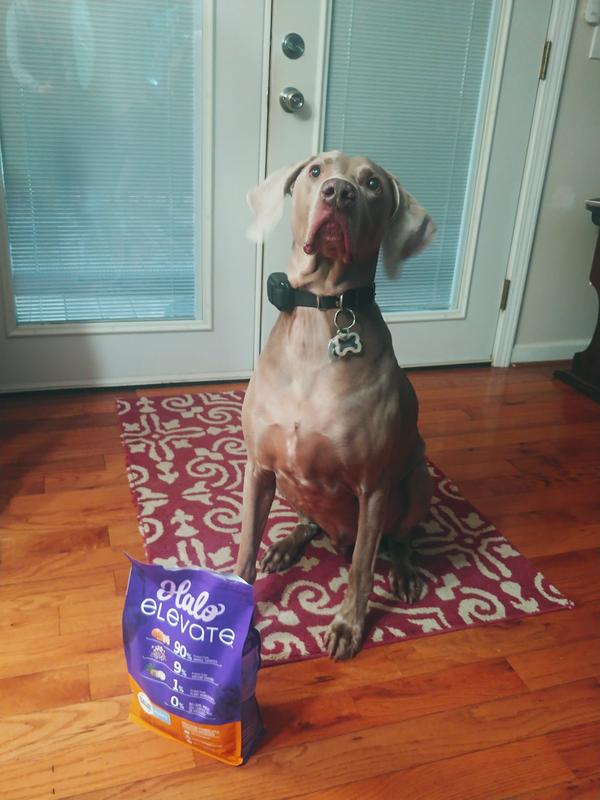 Major excited about trying Halo elevate dog food. He can't wait to try it.