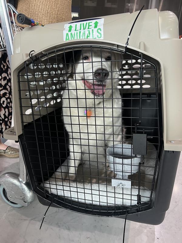 Petmate Vari Dog & Cat Kennel | Chewy (Free Shipping)