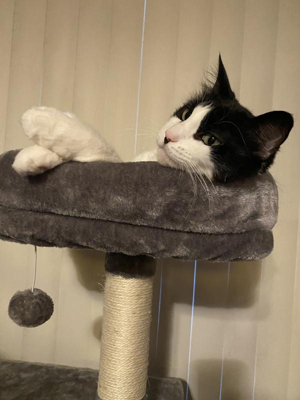 FRISCO 38in Cat Tree with Condo, Top Perch and Toy, Charcoal