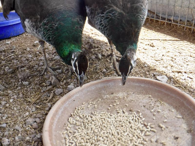 Picky peahens very cautiously inspecting their Home Fresh pellets. They approve!
