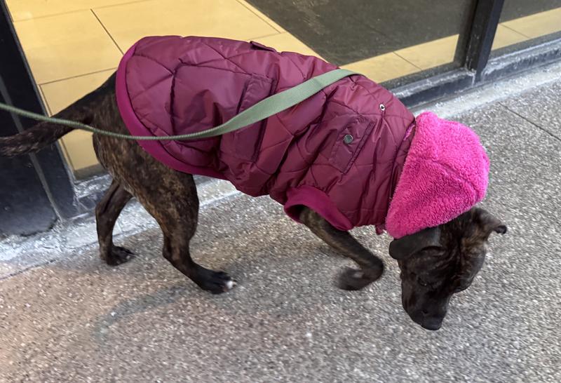 Frisco Heavy Weight Matte Quilted Volume Dog & Cat Puffer