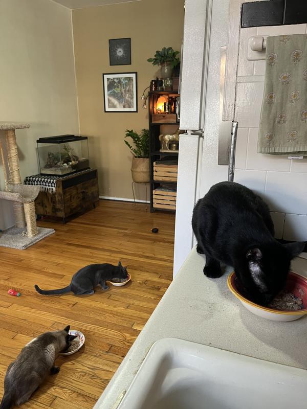 All three cats loving the food